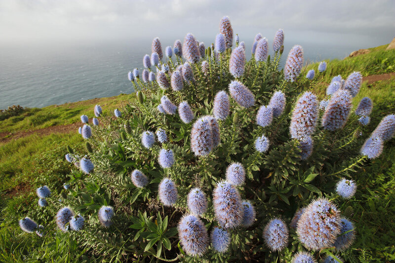 Blue flowers on a coastal cliff