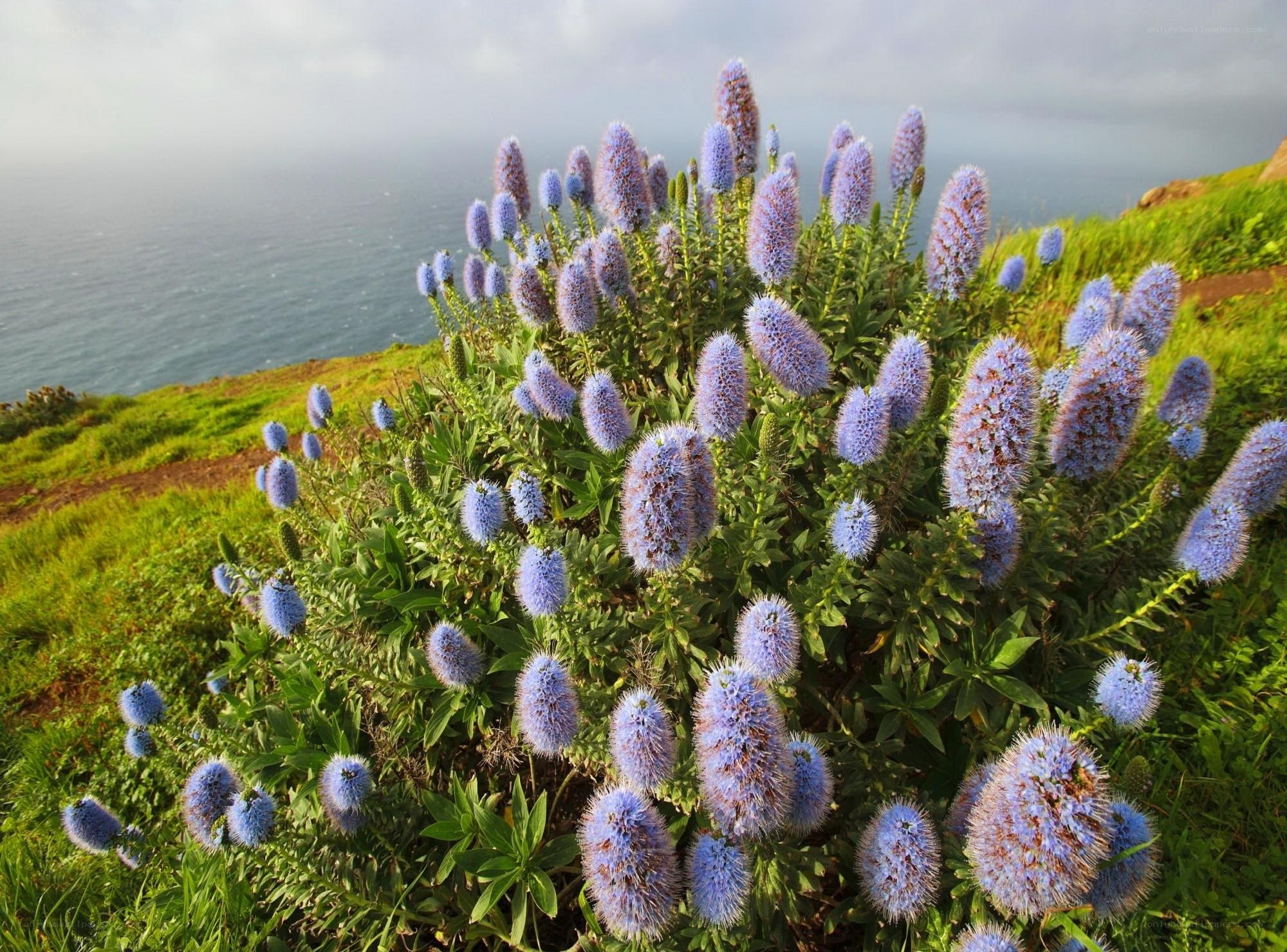 Blue flowers on a coastal cliff