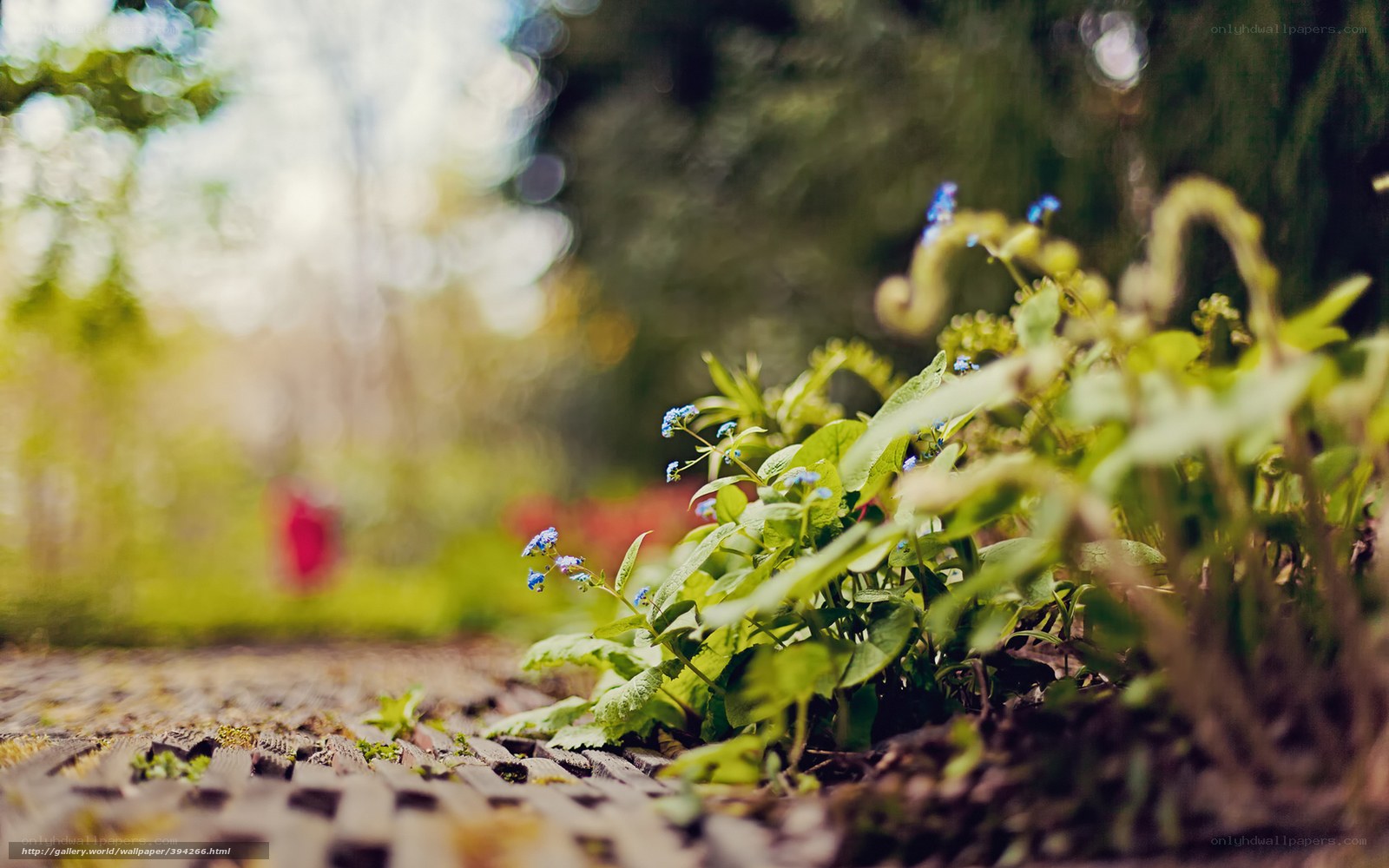 Blue flowers on a garden path