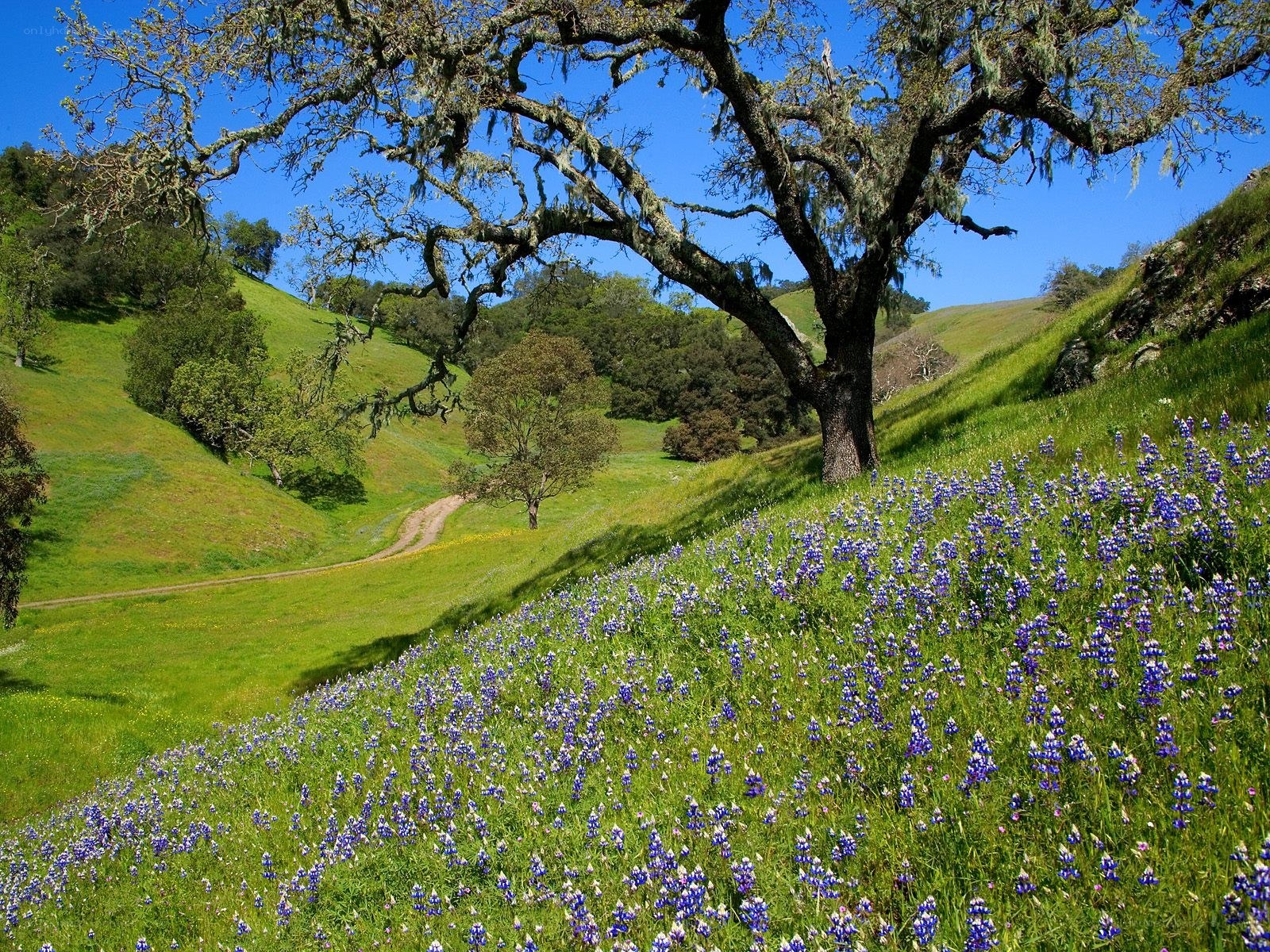 Blue flowers on a green hillside