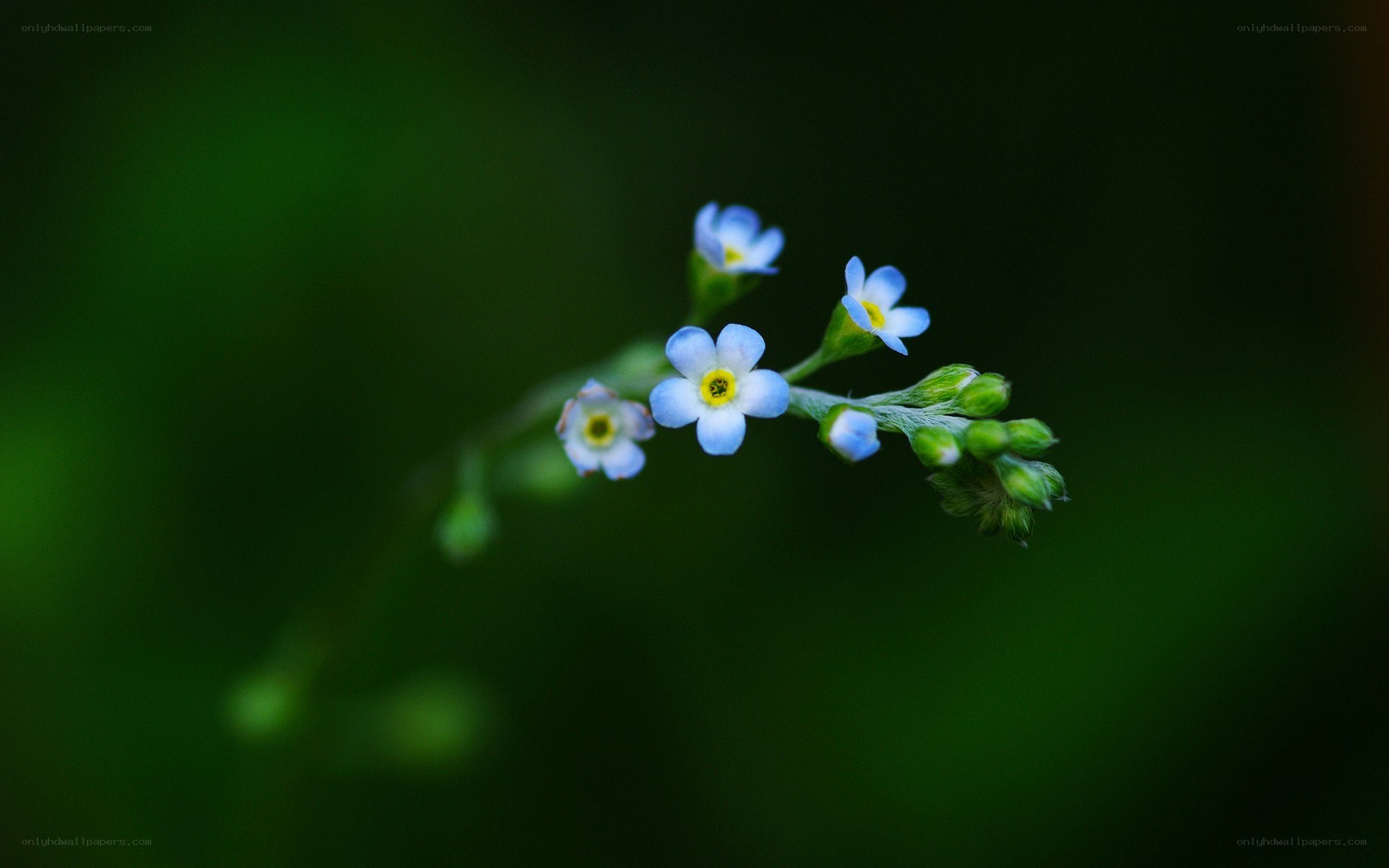 blue flowers on a green stem