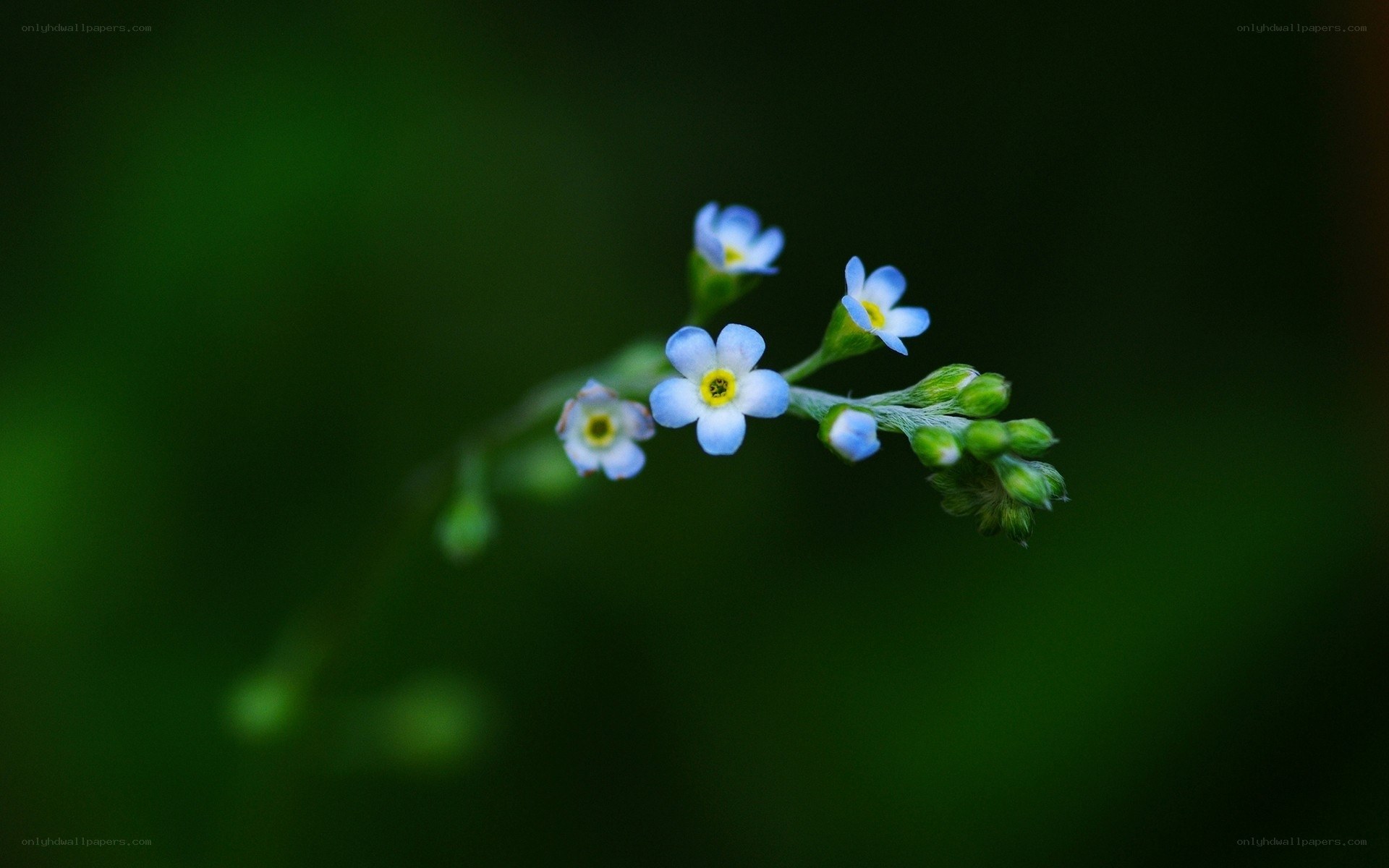 blue flowers on a green stem