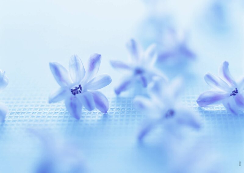 blue flowers on a grid