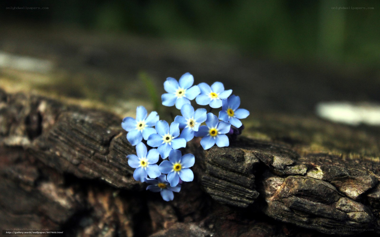 Blue flowers on a log