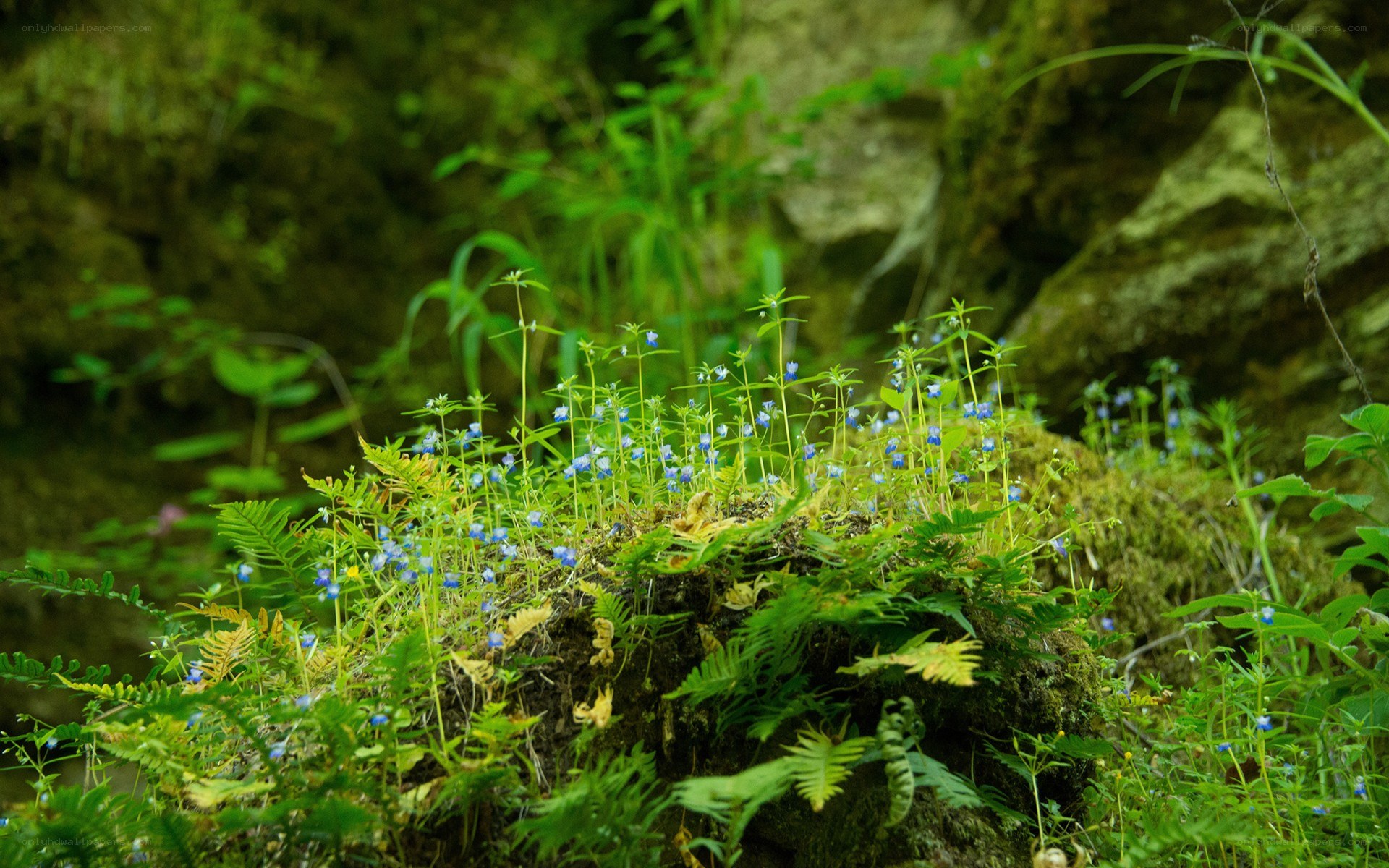 Blue flowers on a mossy rock
