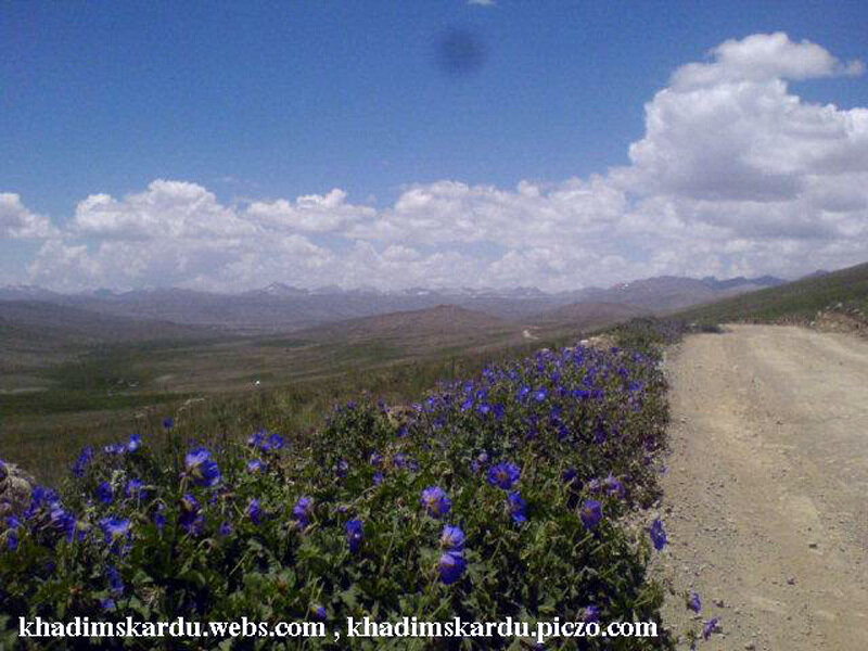 Blue flowers on a mountain road