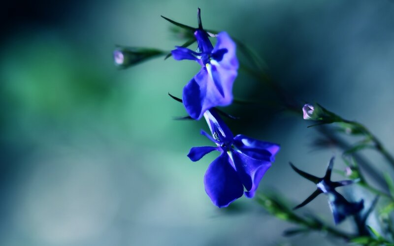 Blue Flowers on a Stem