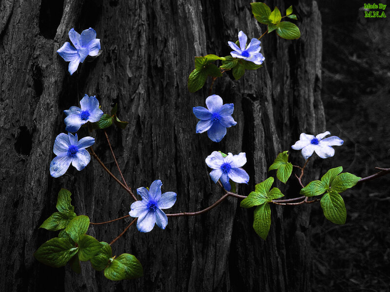 Blue flowers on a tree trunk