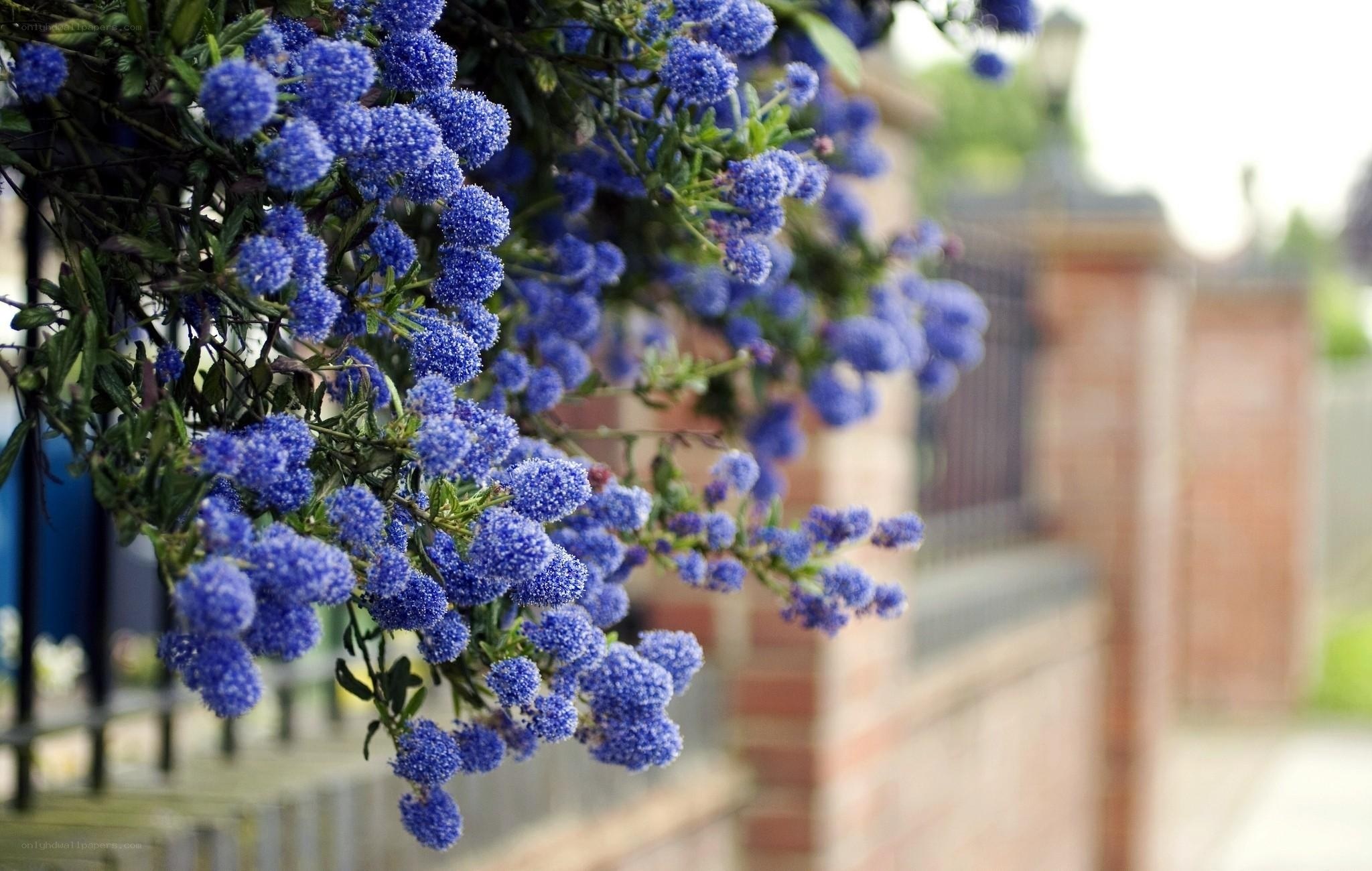 Blue flowers on a vine