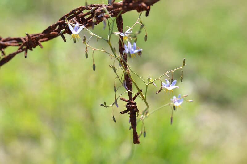 Blue Flowers on Barbed Wire