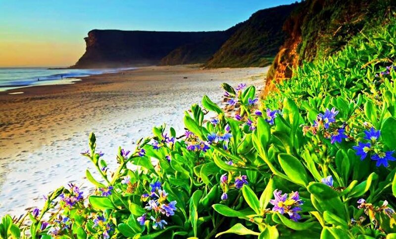 Blue Flowers on Beach — Green