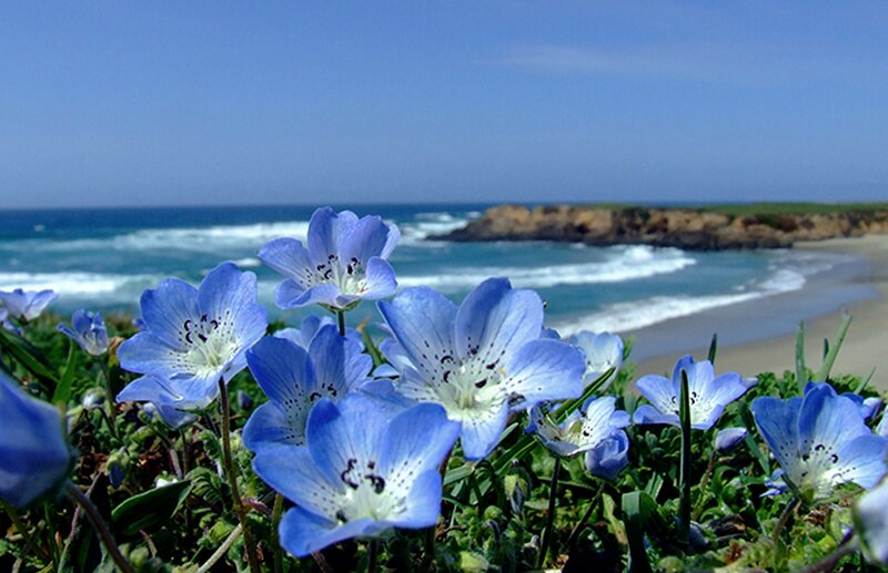 Blue Flowers on Beach
