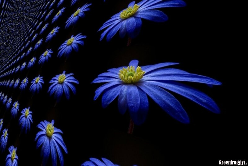 Blue Flowers on Black — Dramatic