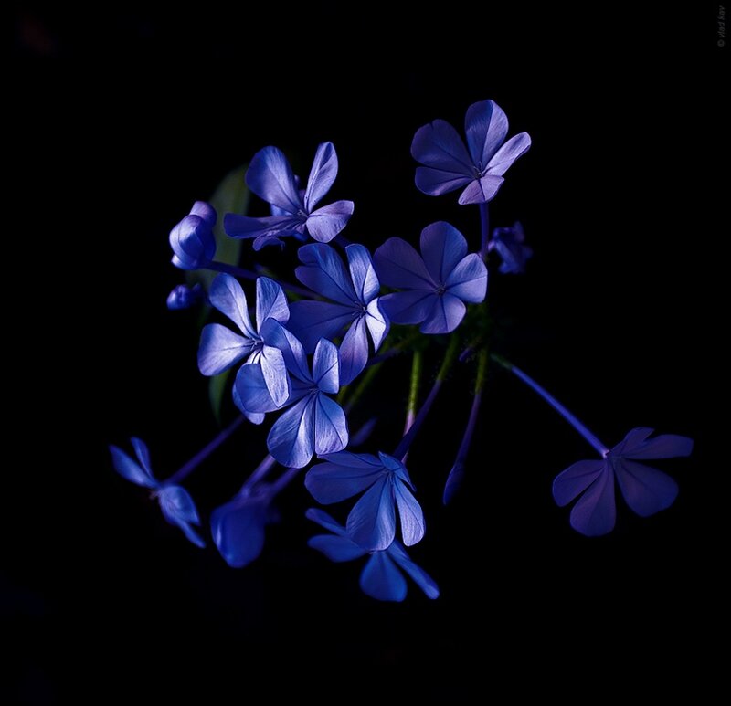 Blue Flowers on Black