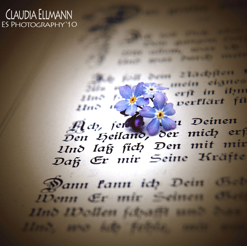 Blue Flowers on Book Page