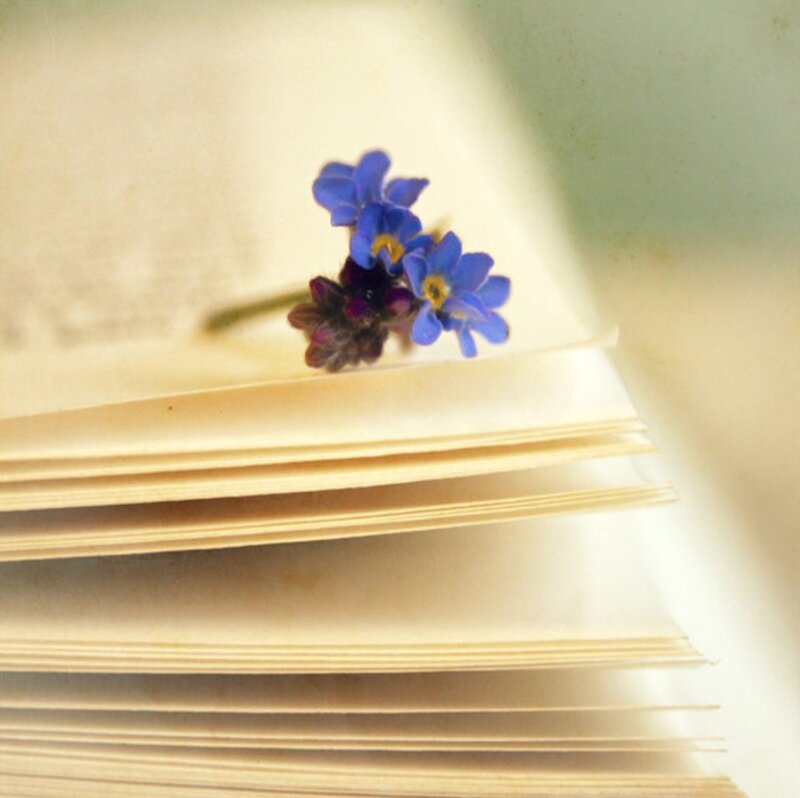 Blue Flowers on Book — Serene