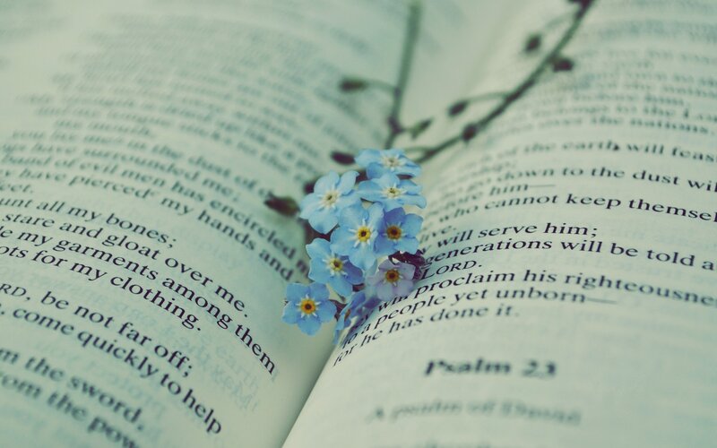 Blue Flowers on Book