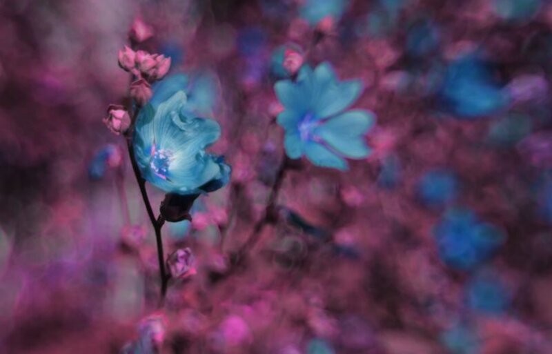 Blue Flowers on Branch