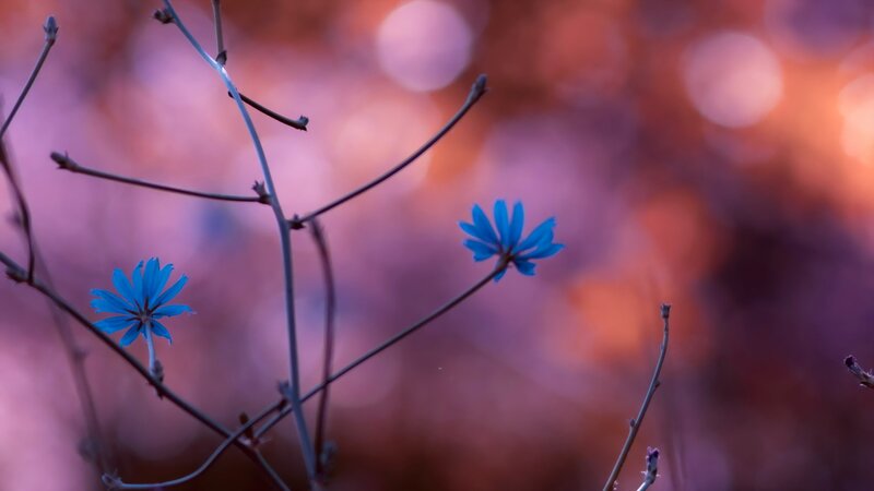 Blue Flowers on Branches — Serene