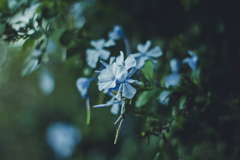Blue Flowers on Bush