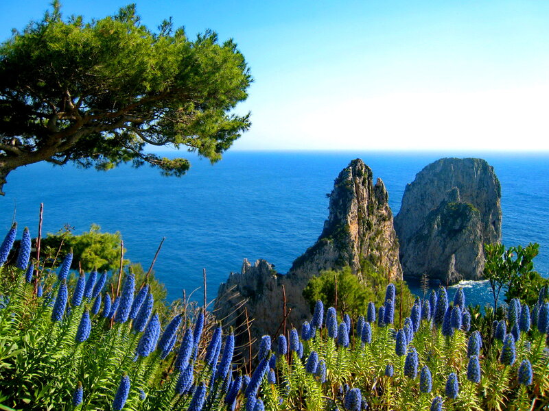 Blue Flowers on Cliff