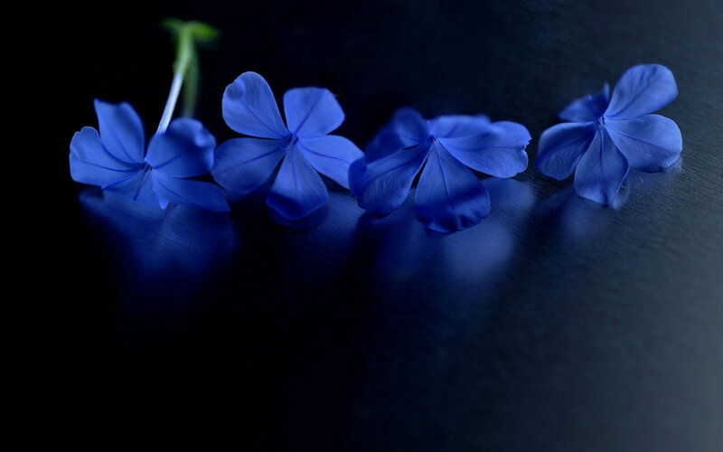Blue Flowers on Dark Surface — Dramatic