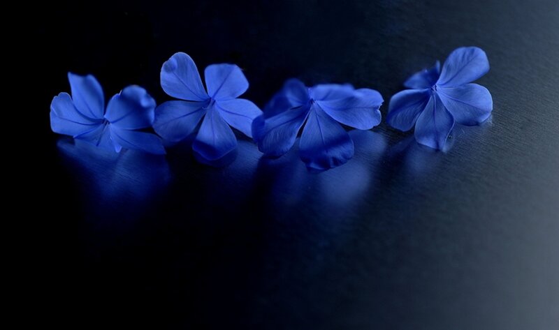 Blue Flowers on Dark Surface