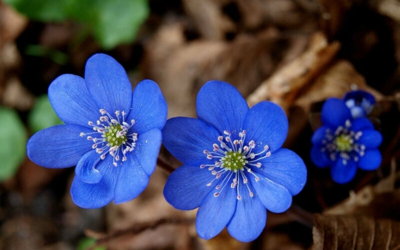 Blue Flowers on Forest Floor