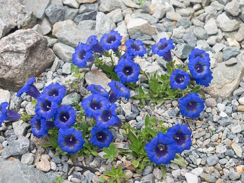 Blue Flowers on Gravel