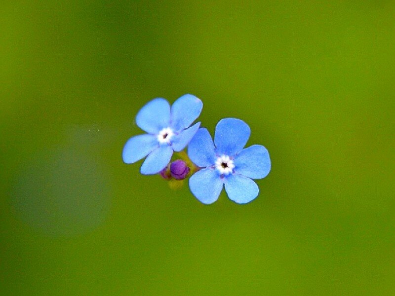 blue flowers on green background