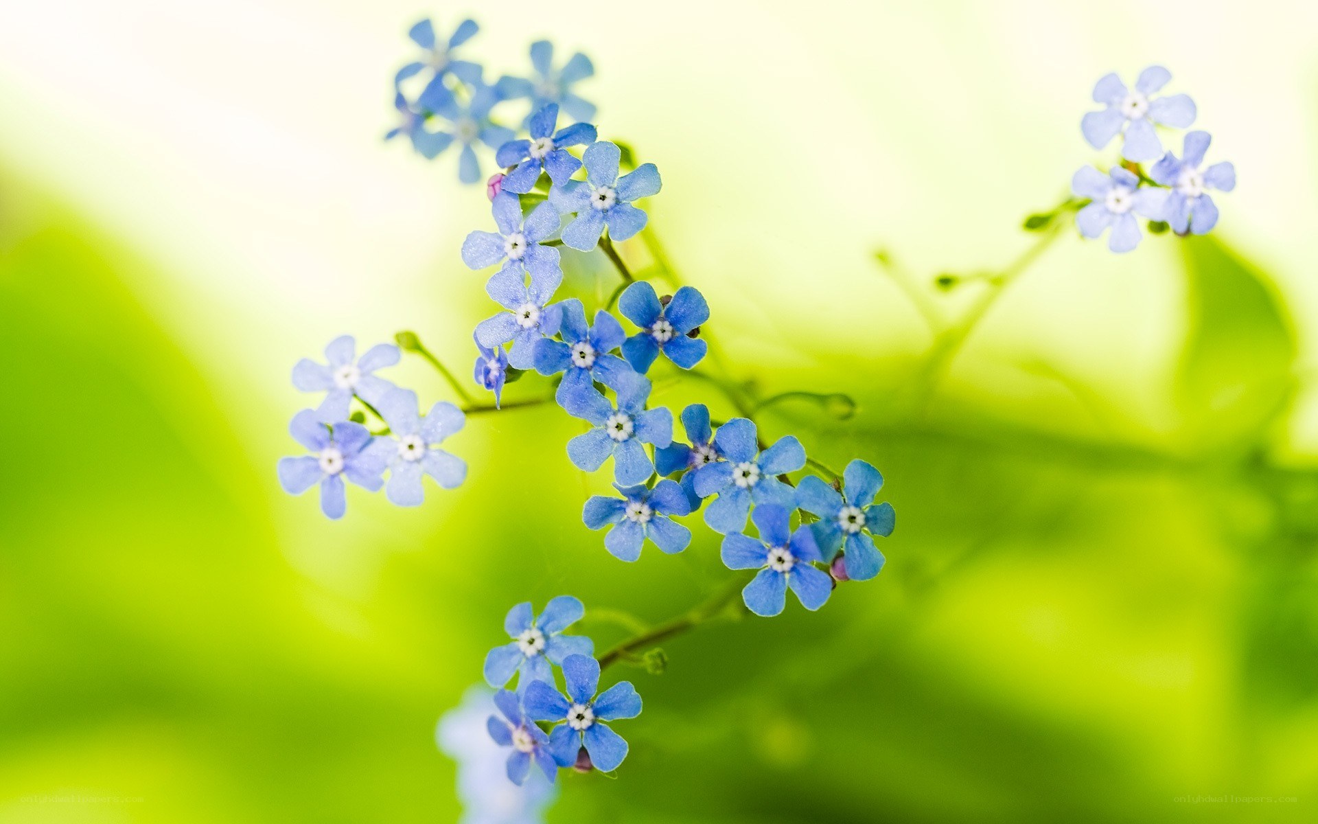 blue flowers on green background