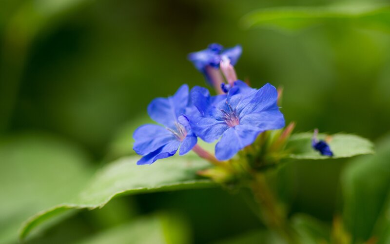 Blue Flowers on Green Leaves — Serene