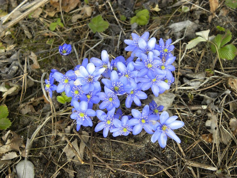 Blue Flowers on Ground