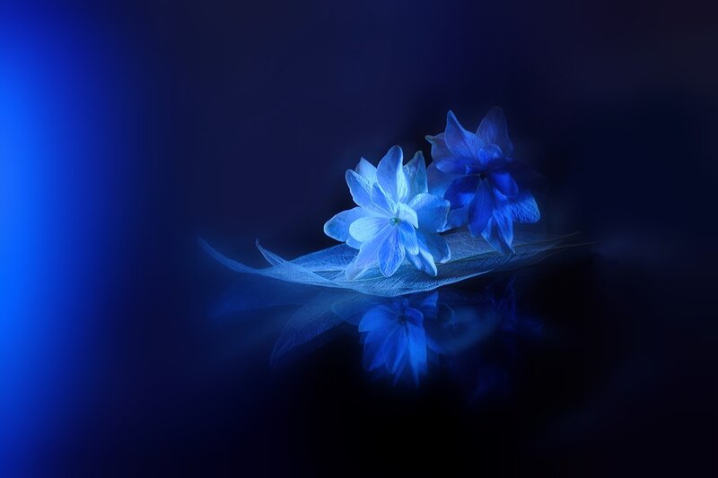 Blue Flowers on Leaf