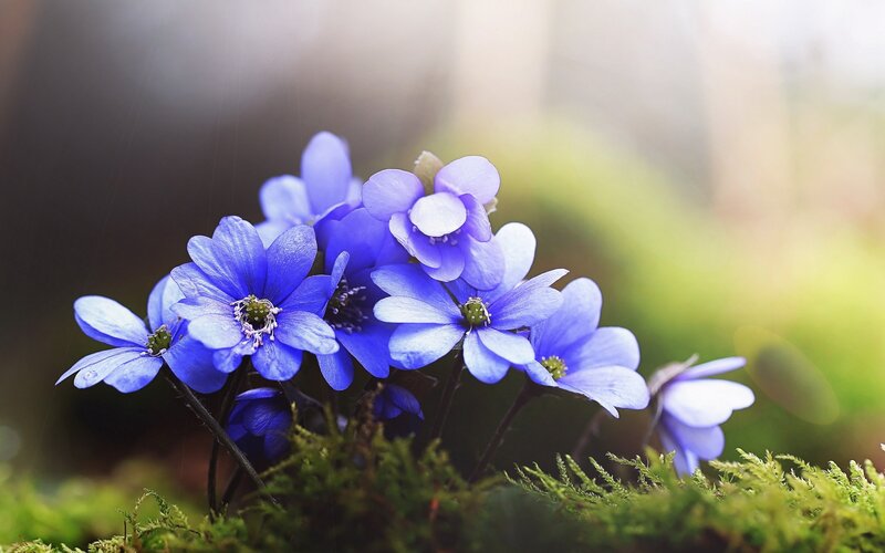 Blue Flowers on Moss
