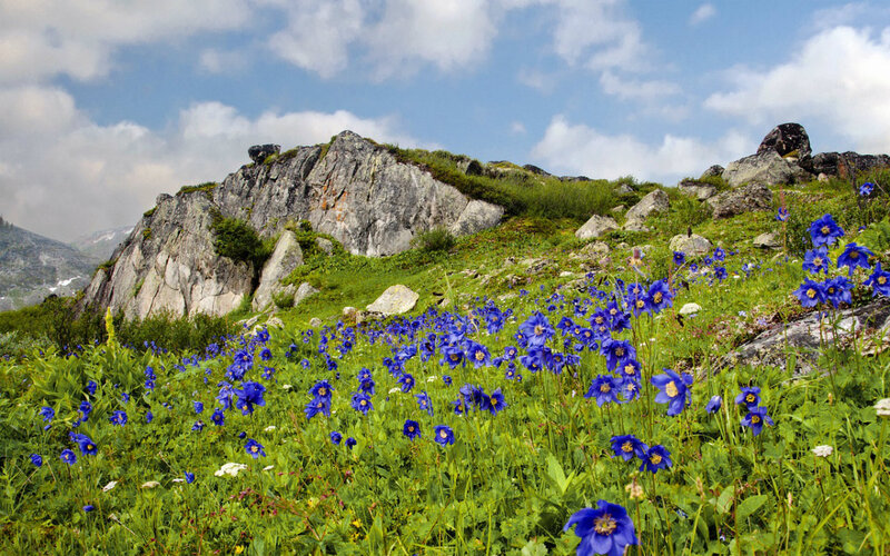 Blue Flowers on Mountain