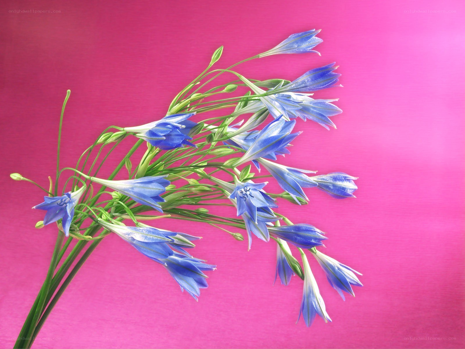 Blue flowers on pink background