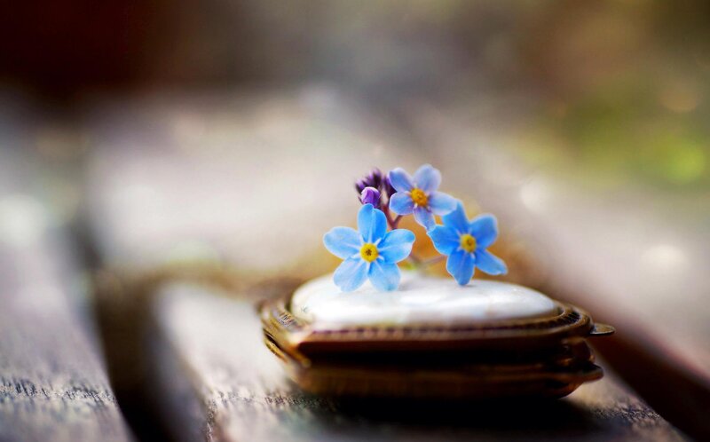 Blue Flowers on Pocket Watch — Serene