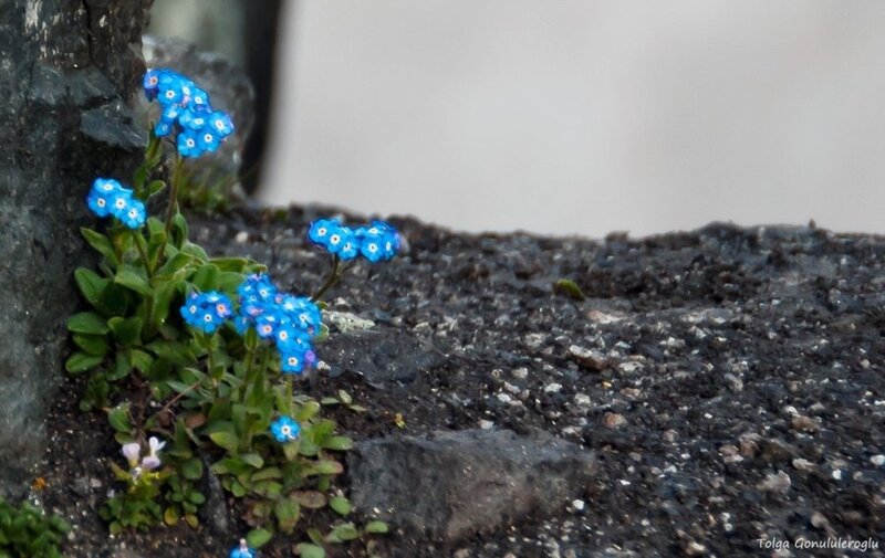 Blue Flowers on Rock — Calm