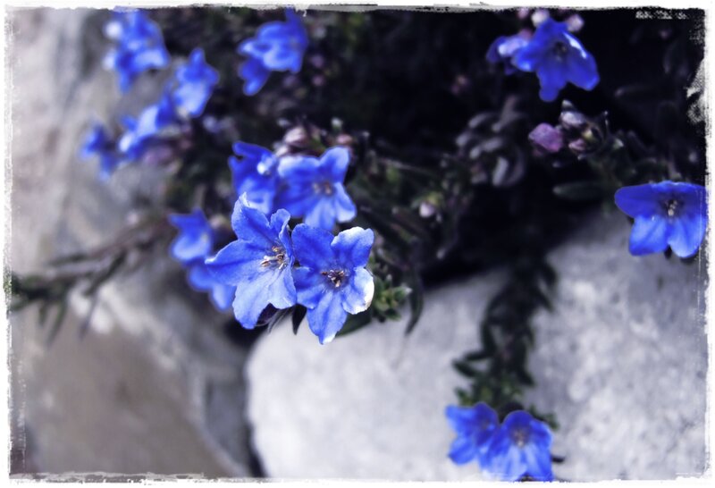 Blue Flowers on Rock