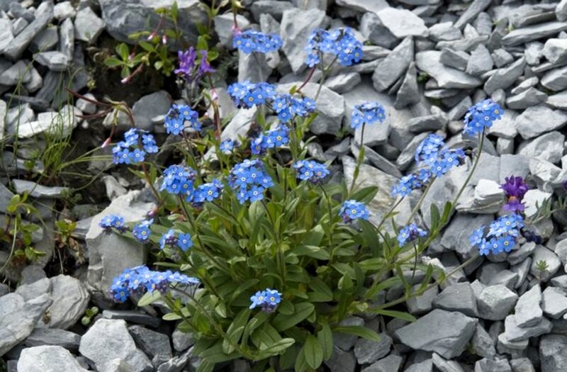 Blue Flowers on Rocks