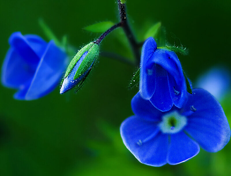 Blue Flowers on Stem — Serene, Photograph, Buds