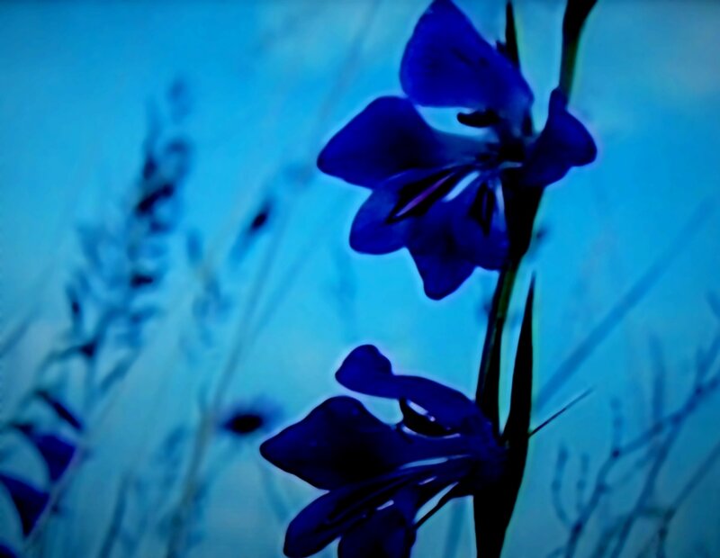 Blue Flowers on Stem — Serene, Photograph