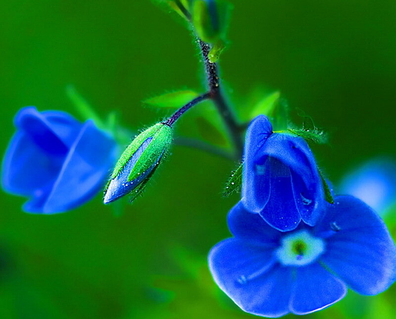 Blue Flowers on Stem — Serene