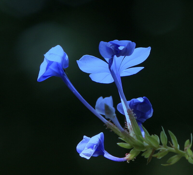 Blue Flowers on Stem