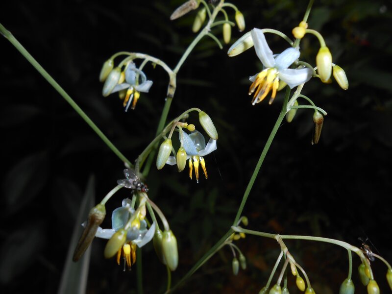 Blue Flowers on Stems