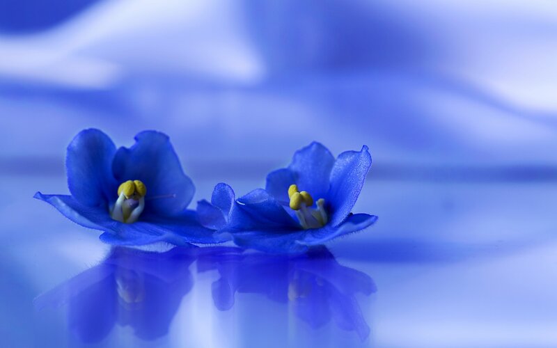 Blue Flowers on Surface — Serene