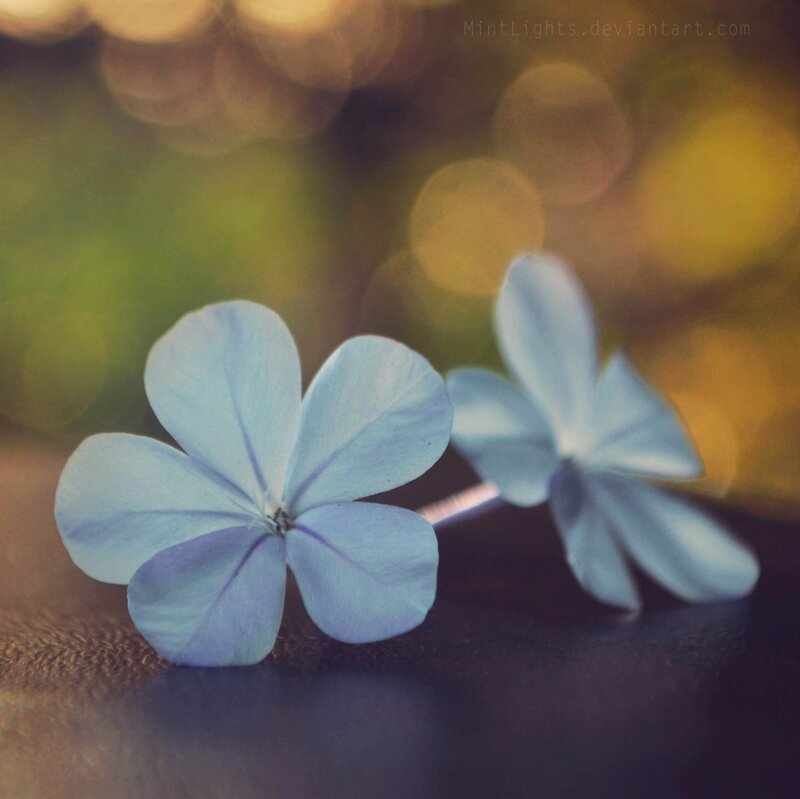Blue Flowers on Surface