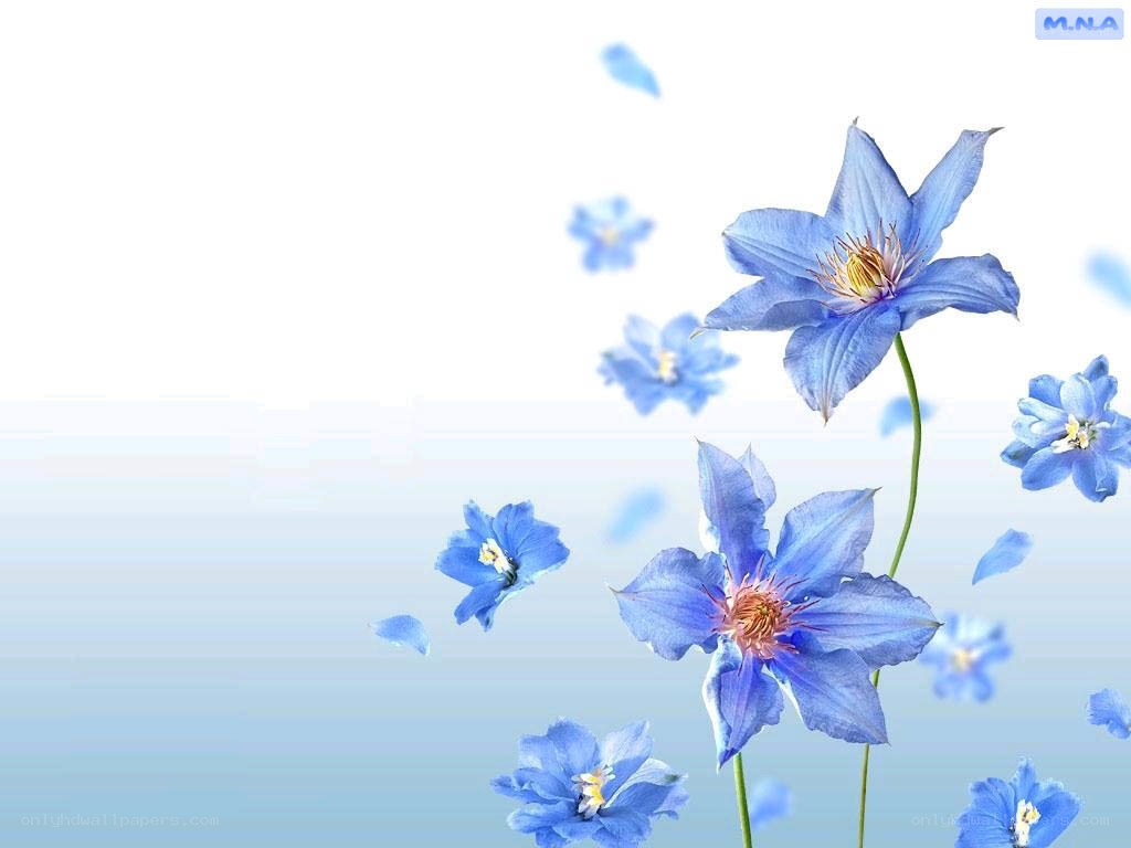 blue flowers on white background