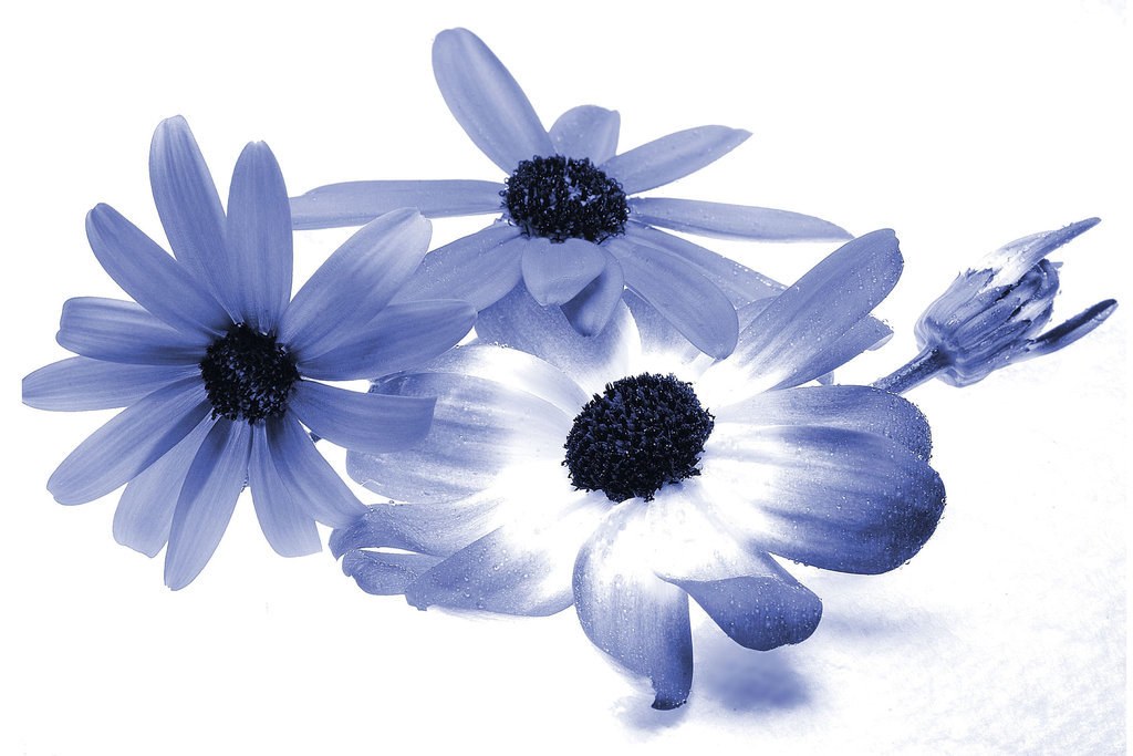 blue flowers on white background
